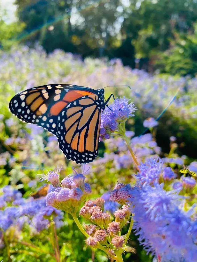 Monarch butterfly from nature study at Cimarron School of Living Education