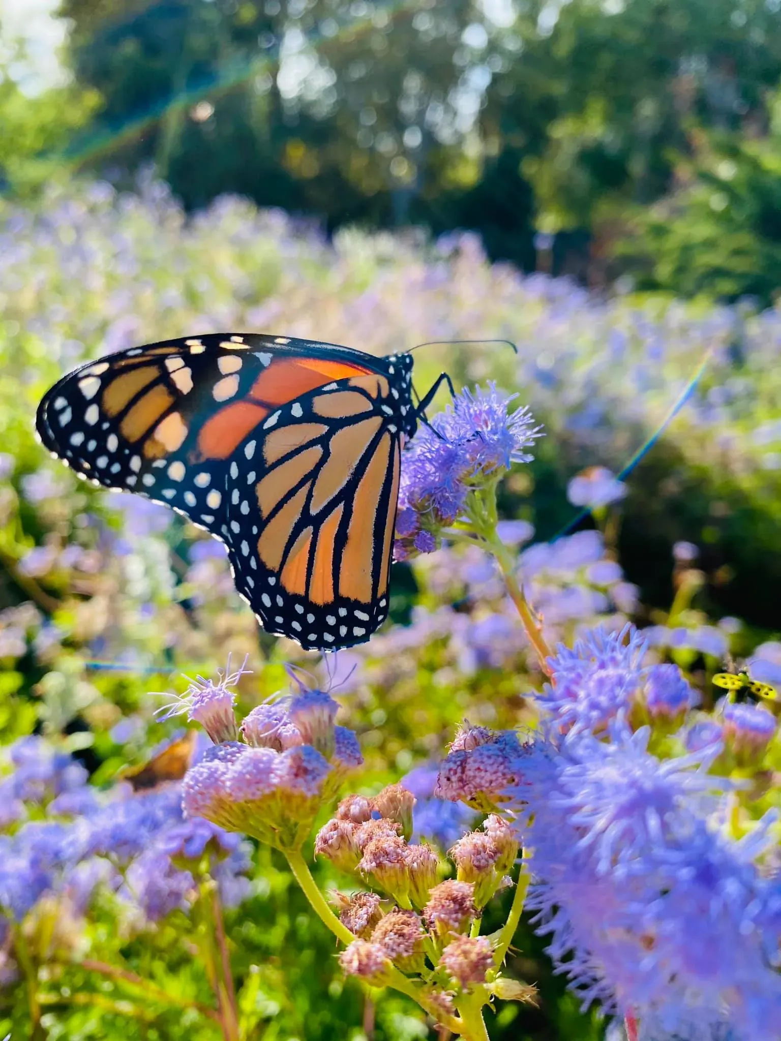 Monarch butterfly from nature study